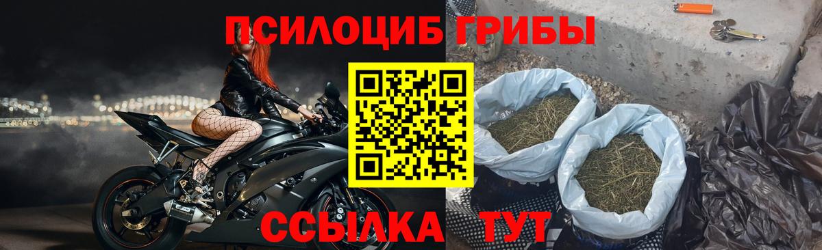 Псилоцибиновые грибы Psilocybe Шарыпово